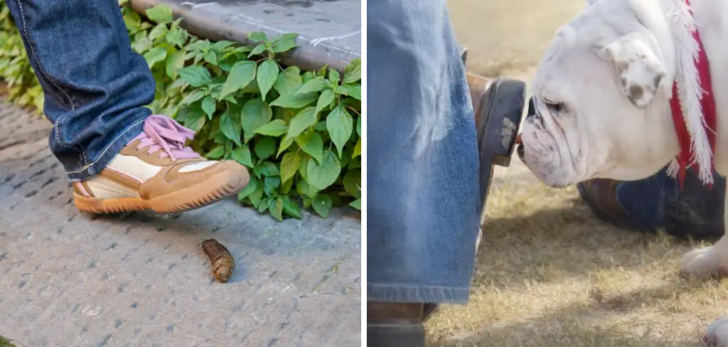 How to Get Rid of Dog Poop Smell From Shoes