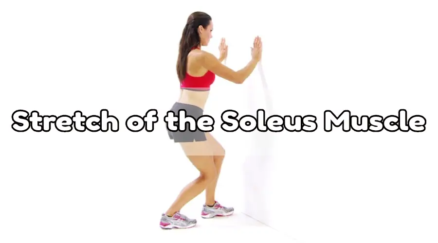 Stretch of the Soleus Muscle