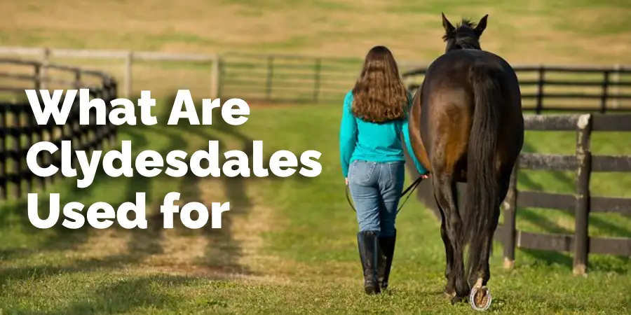 What Are Clydesdales Used for