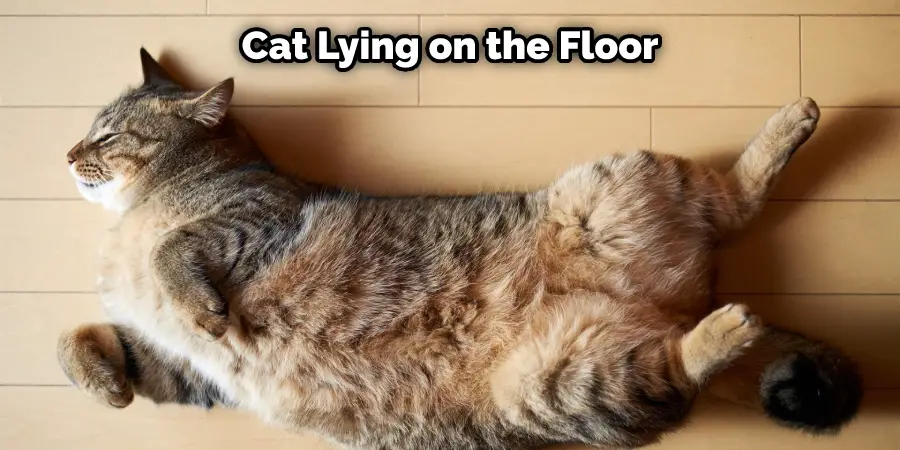 Cat Lying on the Floor