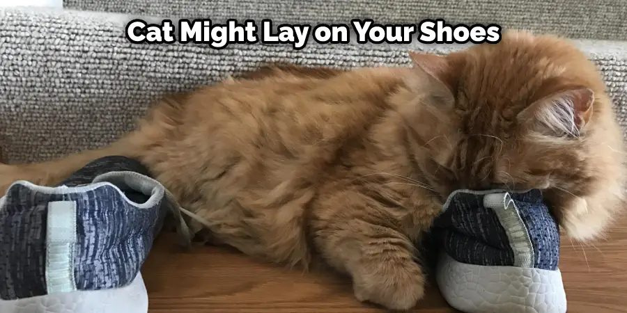 Votre chat peut se coucher sur vos chaussures