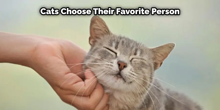 Les chats choisissent leur personne préférée