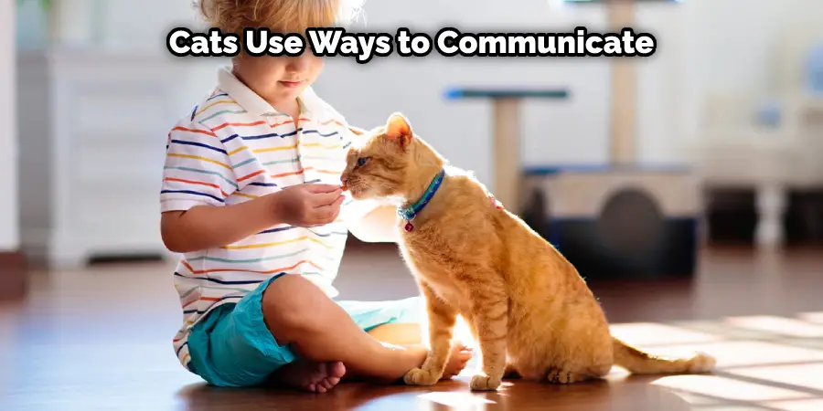 Les chats utilisent des moyens de communication