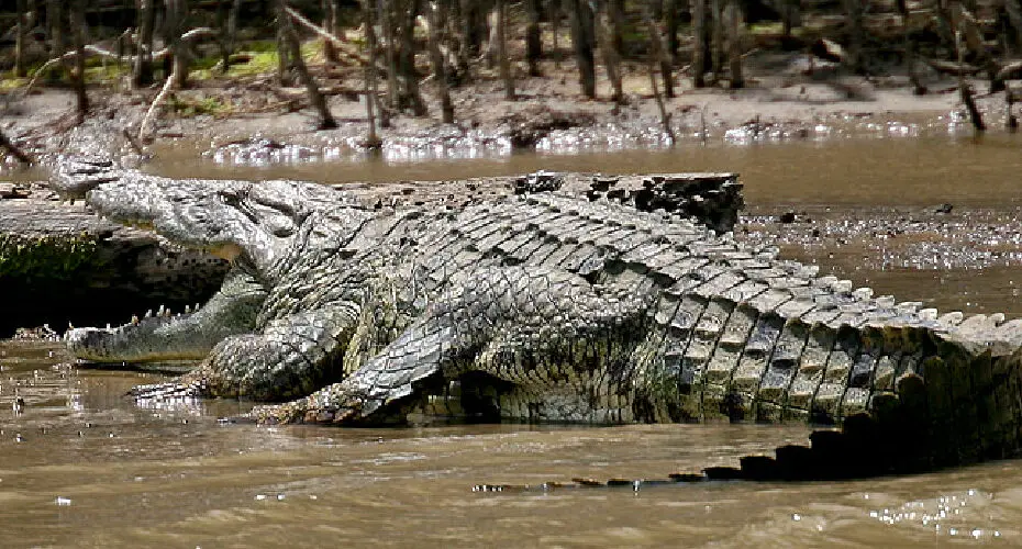 How to Outrun a Crocodile When Your Shoes Are Untied