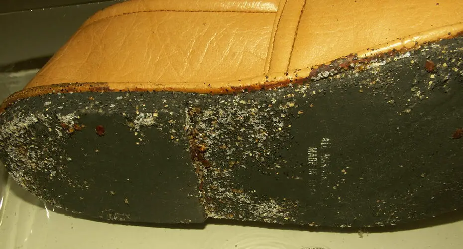How to Check Shoes for Bed Bugs