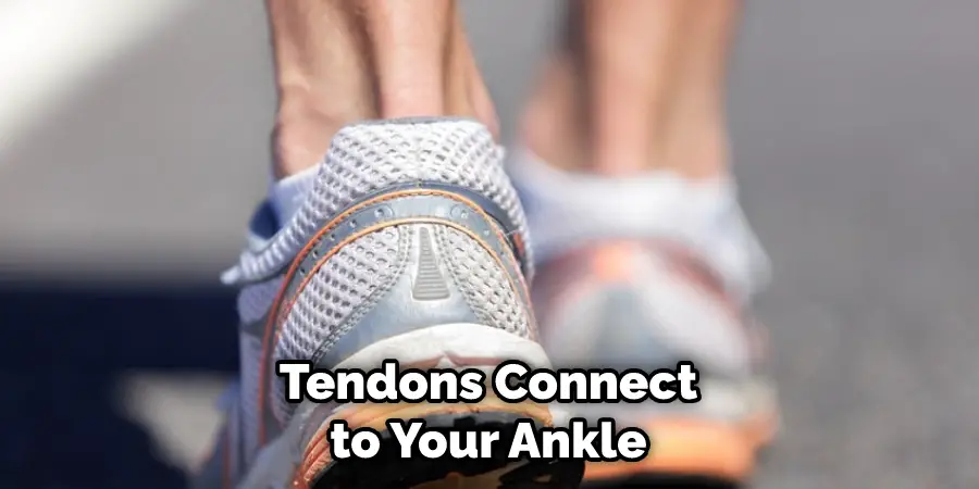 Tendons Connect to Your Ankle