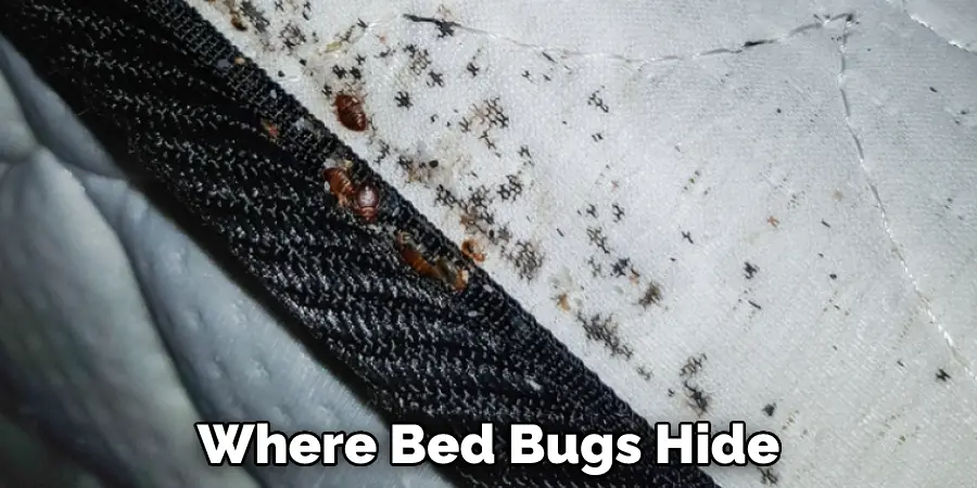 Where Bed Bugs Hide